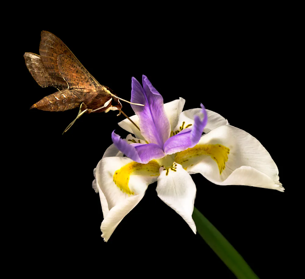 Unveiling the enigmatic world of moths: from ancient pollinators to ...
