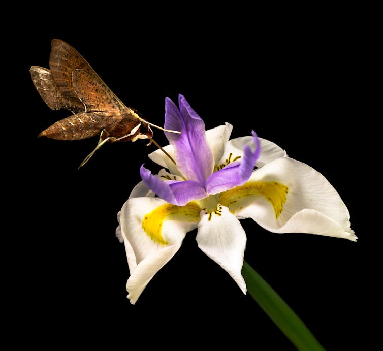 Closeup photo of a pale brown hawk moth with its proboscis fully extended, feeding on a flower against a black background.