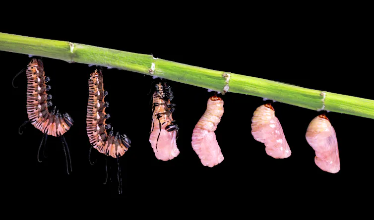 Composite image showing a time series of the pupating common crow butterfly, from caterpillar to cocoon.