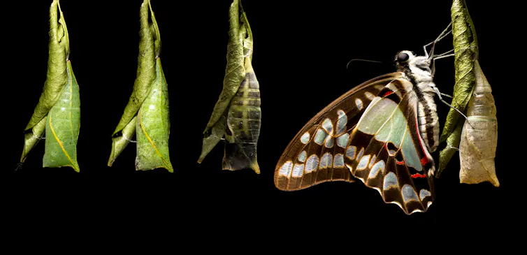 Inverted Triangular Butterfly Unveiling the enigmatic world of moths: from ancient pollinators to ...