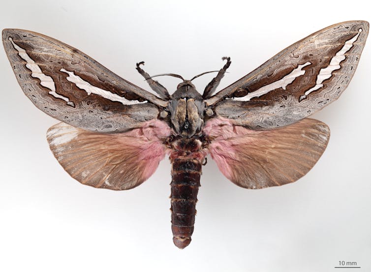 Photograph of a large and heavy moth with outstretched wings, _Abantiades hydrographus_