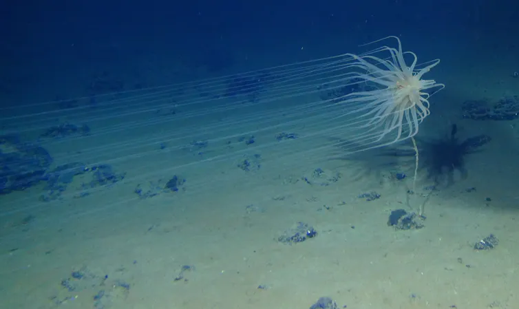 cnidarian deep sea mining