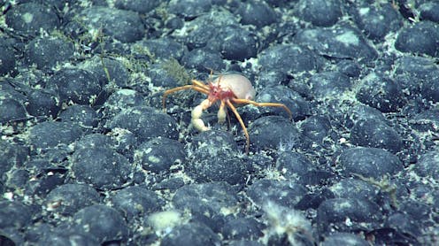 Mining the seabed for clean-tech minerals could destroy ecosystems. Will it get the green light?