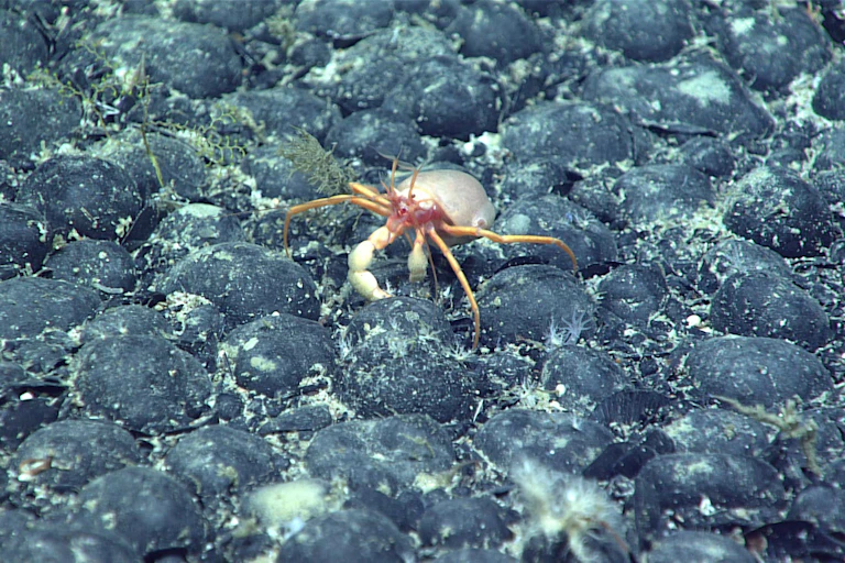 crab on nodules
