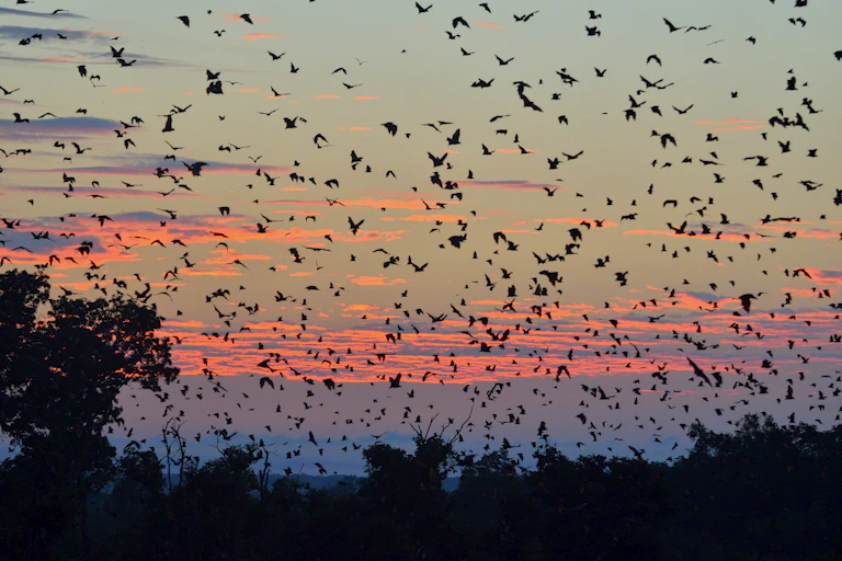 Dawn sky with silhouettes of trees and many dark specks against the light sky
