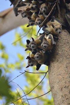 About a dozen bats hanging head-down on a tree branch.