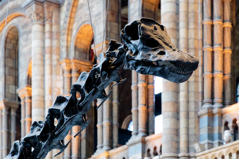 the head of Dippy's skeleton.