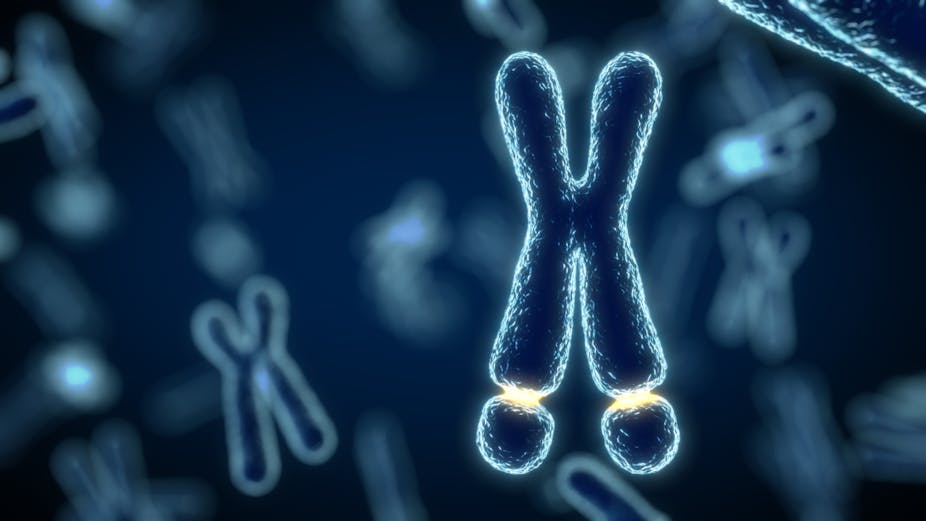 Illustration of X chromosome with fragile X gene area towards the tips highlighted