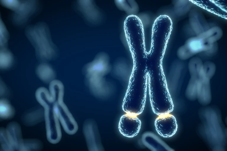 Illustration of X chromosome with fragile X gene area towards the tips highlighted