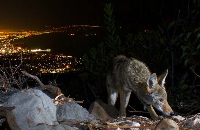 A coyote standing atop a ridge that overlooks a city on a bay at night. 