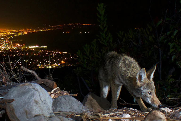 A coyote standing atop a ridge that overlooks a city on a bay at night.