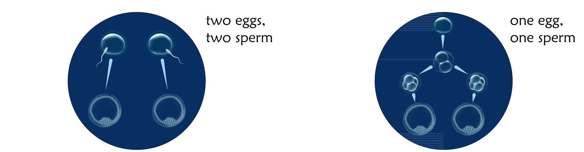 diagram of two sperm fertilizing two eggs yielding two embryos, and one sperm fertilizing one egg that divides into two separate embryos