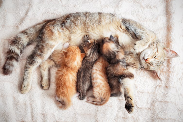 A mother cat lying down on a blanket and nursing her kittens.
