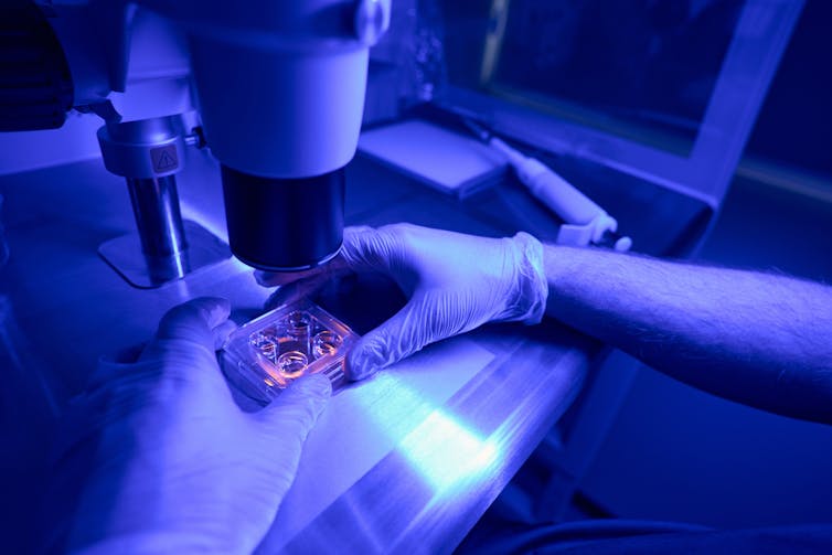 two gloved hands positioning a slide under a microscope