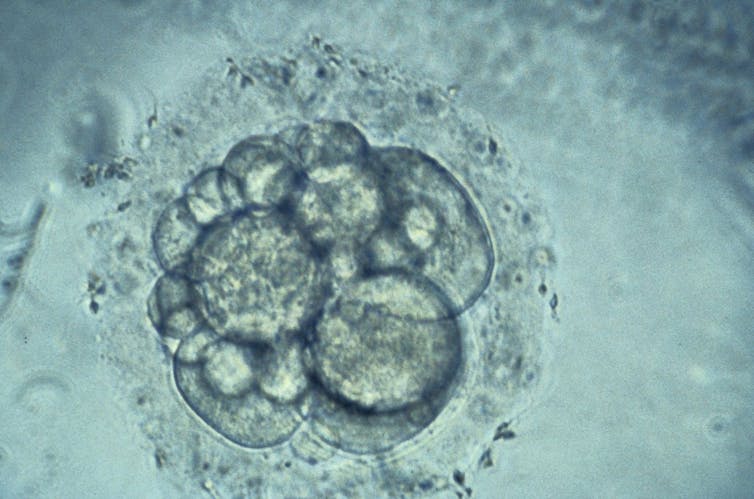 a cluster of microscopic cells