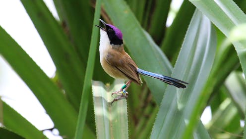 Fire in northern Australia’s tropical savanna is a threat to endangered fairy-wrens