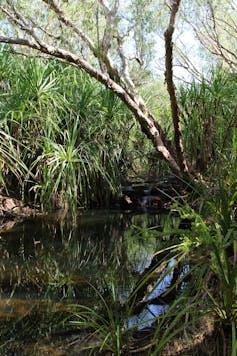 A creek with plants growing on the bank