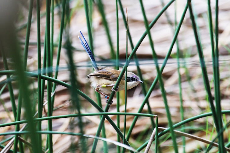 A male purple-crowned fairy-wren, among plants on the river bank.