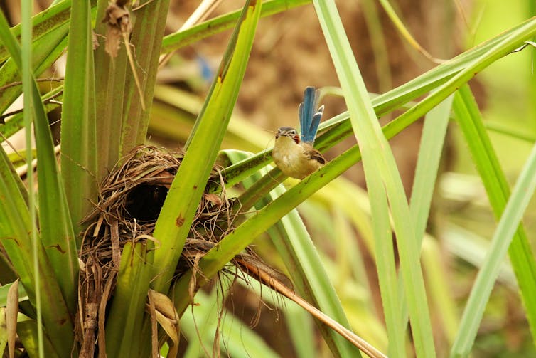 A purple-crowned fairy-wren and nest among plants on the river bank.