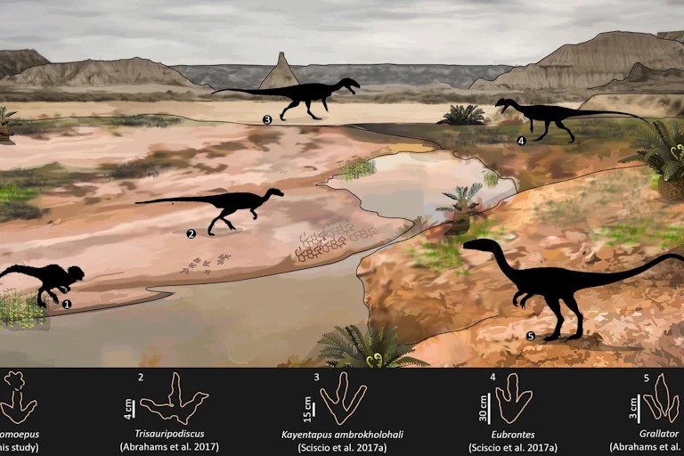 An illustrated landscape featuring tufts of grass, water and sand, dotted with the black outlines of different dinosaurs. A legend along the bottom shows the different species' footprints