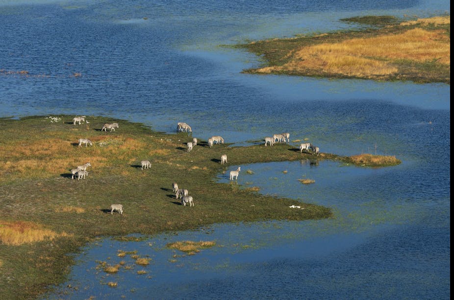 Animals grazing close to a river