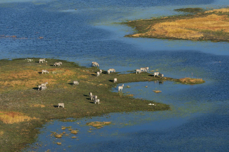 Animals grazing close to a river