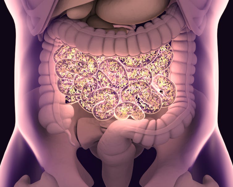 A digital drawing of the gut microbiome and the many bacteria in it.