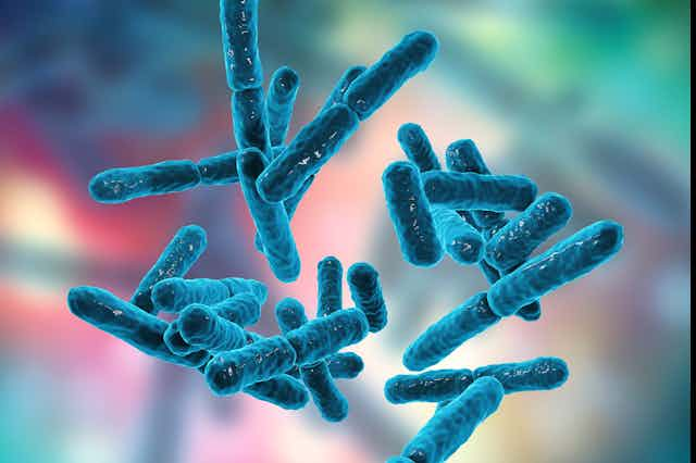 An illustration of the Bifidobacterium bacteria species.