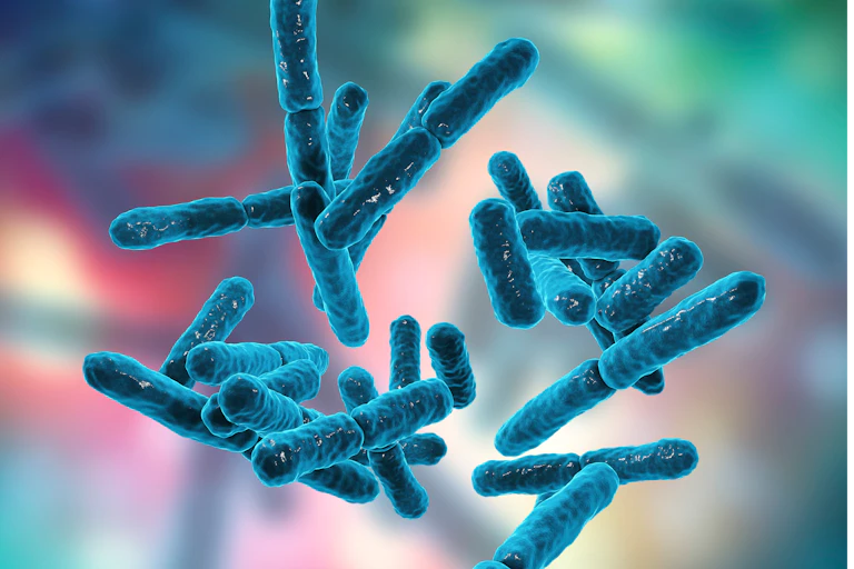 An illustration of the Bifidobacterium bacteria species.