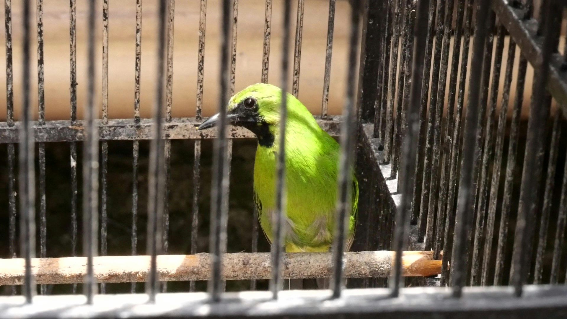 Bagaimana pedoman TikTok belum ampuh menangkal perdagangan burung ilegal di indonesia