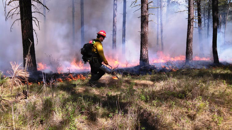 A firefighter walks beside a line of low-level flames in a forest. The tree canopies aren't burning, only the ground-level vegetation is.