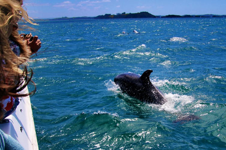 A tourist taking a photograph of a dolphin from a boat.