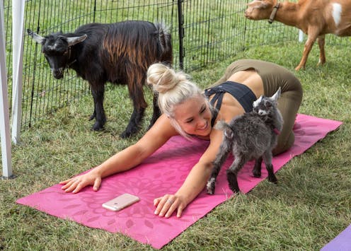 Puppy yoga? Goat meditation? An animal welfare scientist explores what these activities might mean for the cute creatures