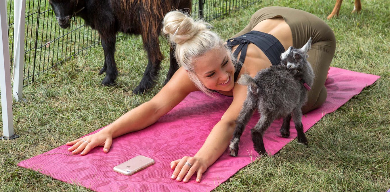 Puppy yoga? Goat meditation? An animal welfare scientist explores what these activities might mean for the cute creatures