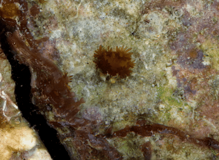 Through the magnifying glass: how cutting-edge technology is helping scientists understand baby corals