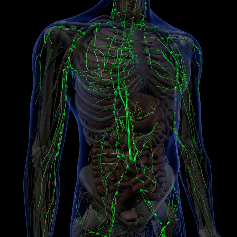 Lymph Nodes Of The Body