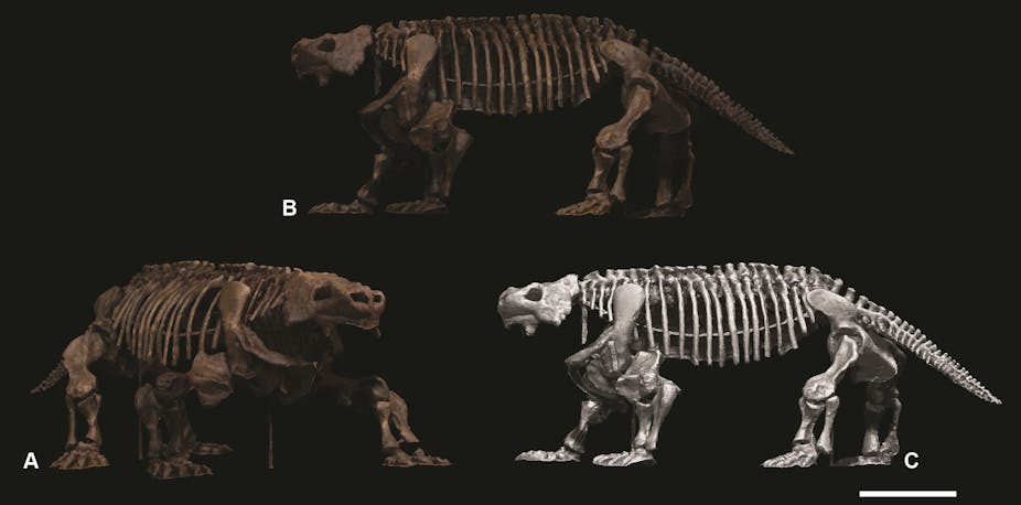 Three views of a large, squat animal's skeleton are shown at slightly varying angles against a black background