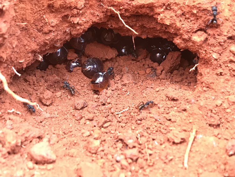 Australian ant honey inhibits tough pathogens, new research shows