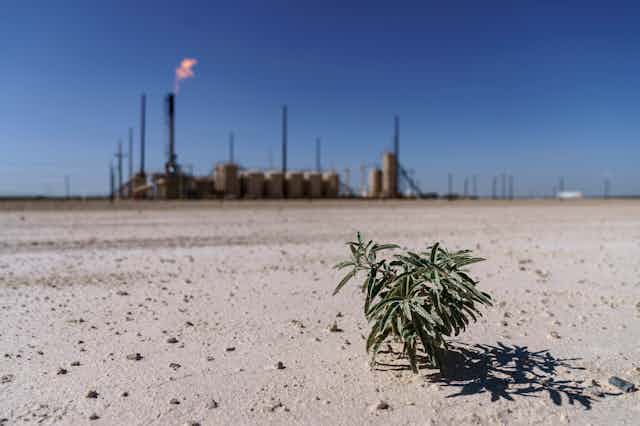 A lone plant grows from the dry soil next to a flare burning off methane and other hydrocarbons.