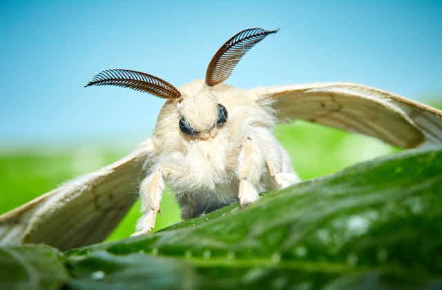 Closeup image of the moth of a silkworm (Bombyx mori), facing the camera, resting on a green leaf with blue sky in the background