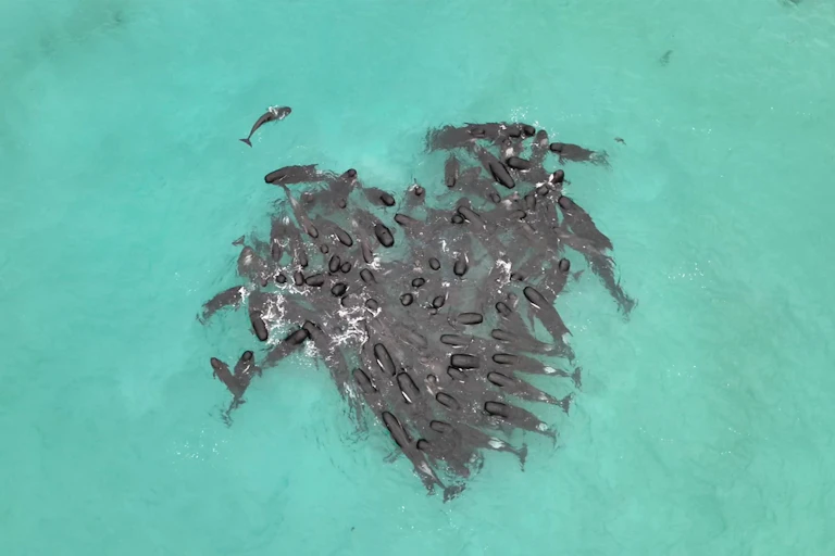 pilot whales in huddle