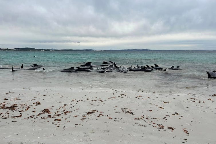 whales stranded on beach