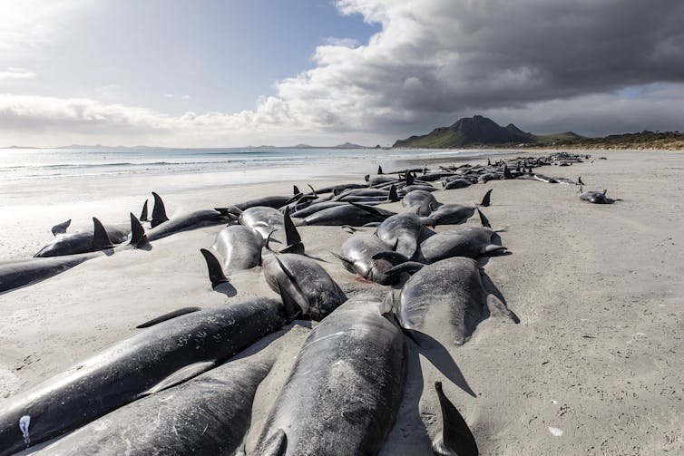 a string of dead pilot whales line the beach