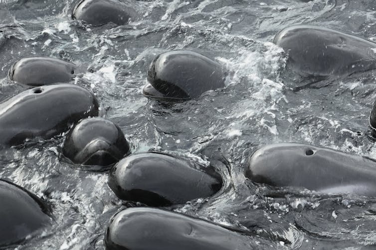 whales huddle in tight ball