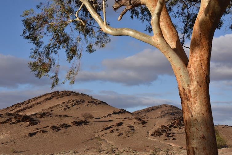 A photo of the Flinders Ranges with a tree in the foreground and hills in the background, layers of ancient rock are visible
