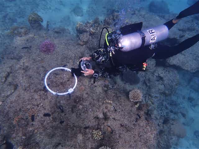 researcher photographs coral