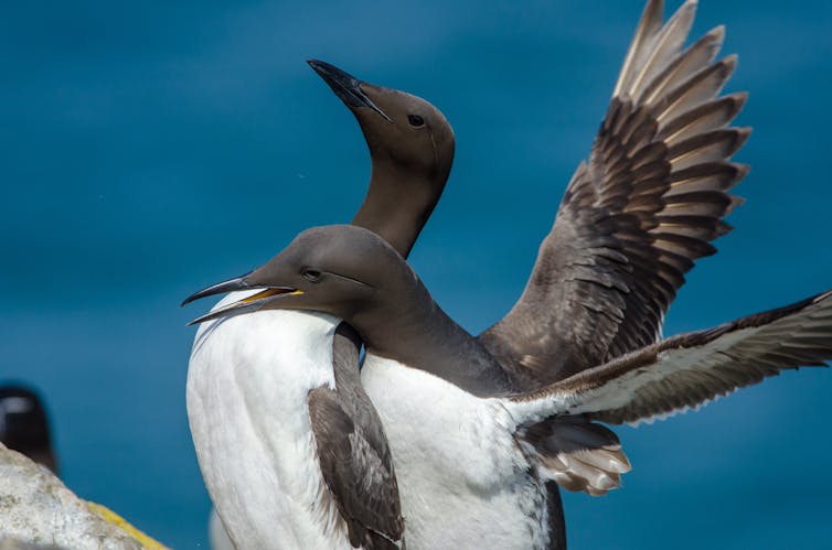 Guillemots mating on Skomer island, UK.