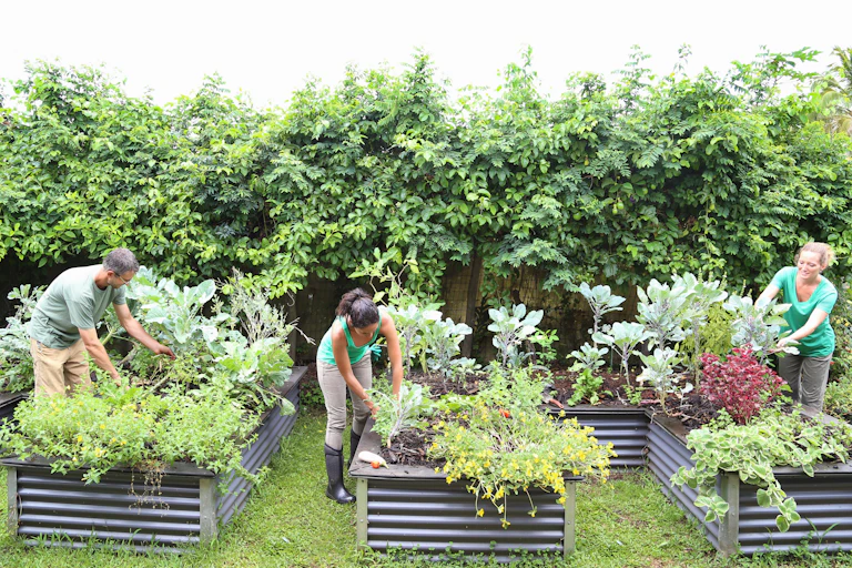 People working in community garden
