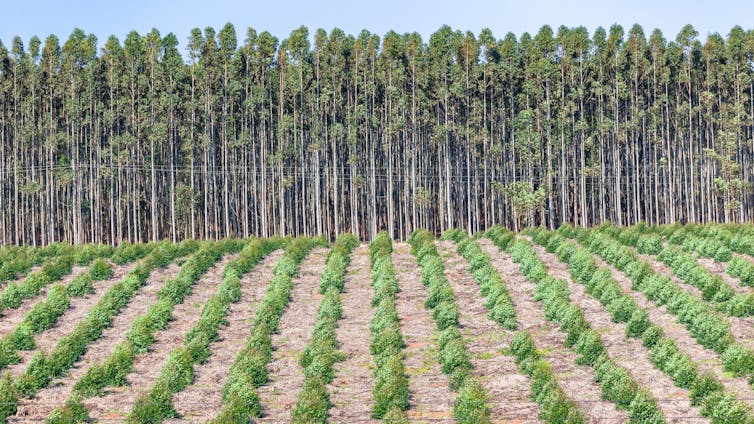 Forestry plantation and young new planted trees growing.