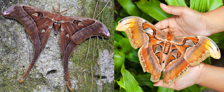 Two photographs side by side. Left, the Hercules moth. Right, the atlas moth.